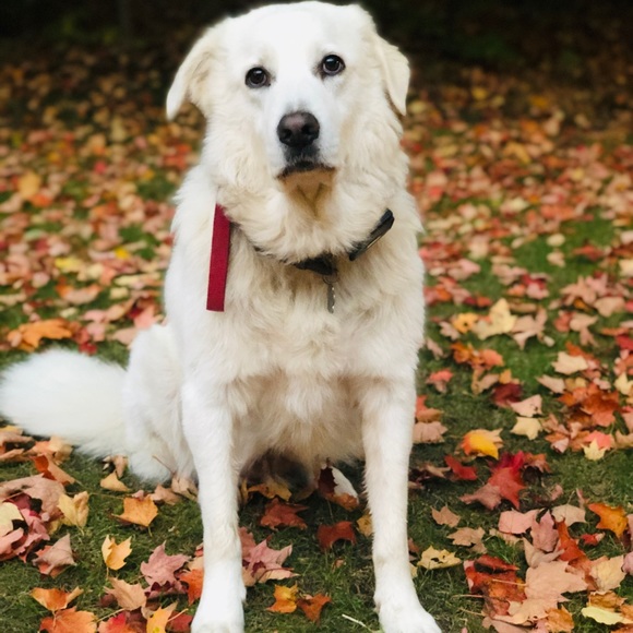 Meet your Posher, Joanna - Picture 1 of 1